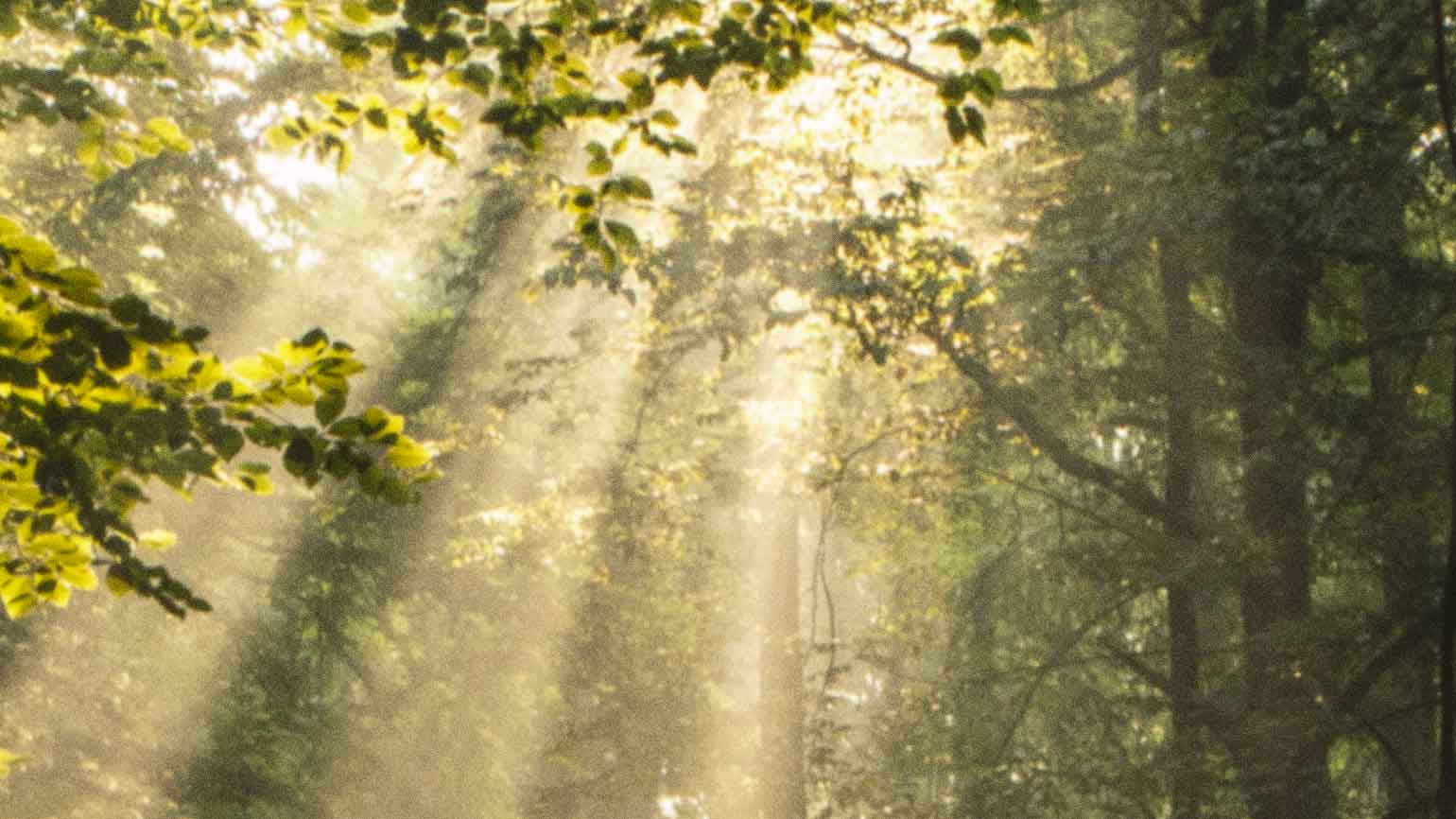 Sunlight shining through trees showing how living an abundant life can give you a brighter perspective.