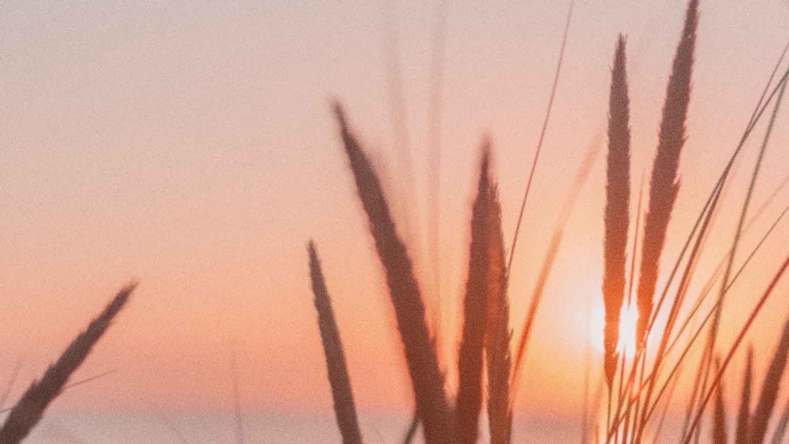 Wheat grass behind a sunset to help you discover God's will for your life