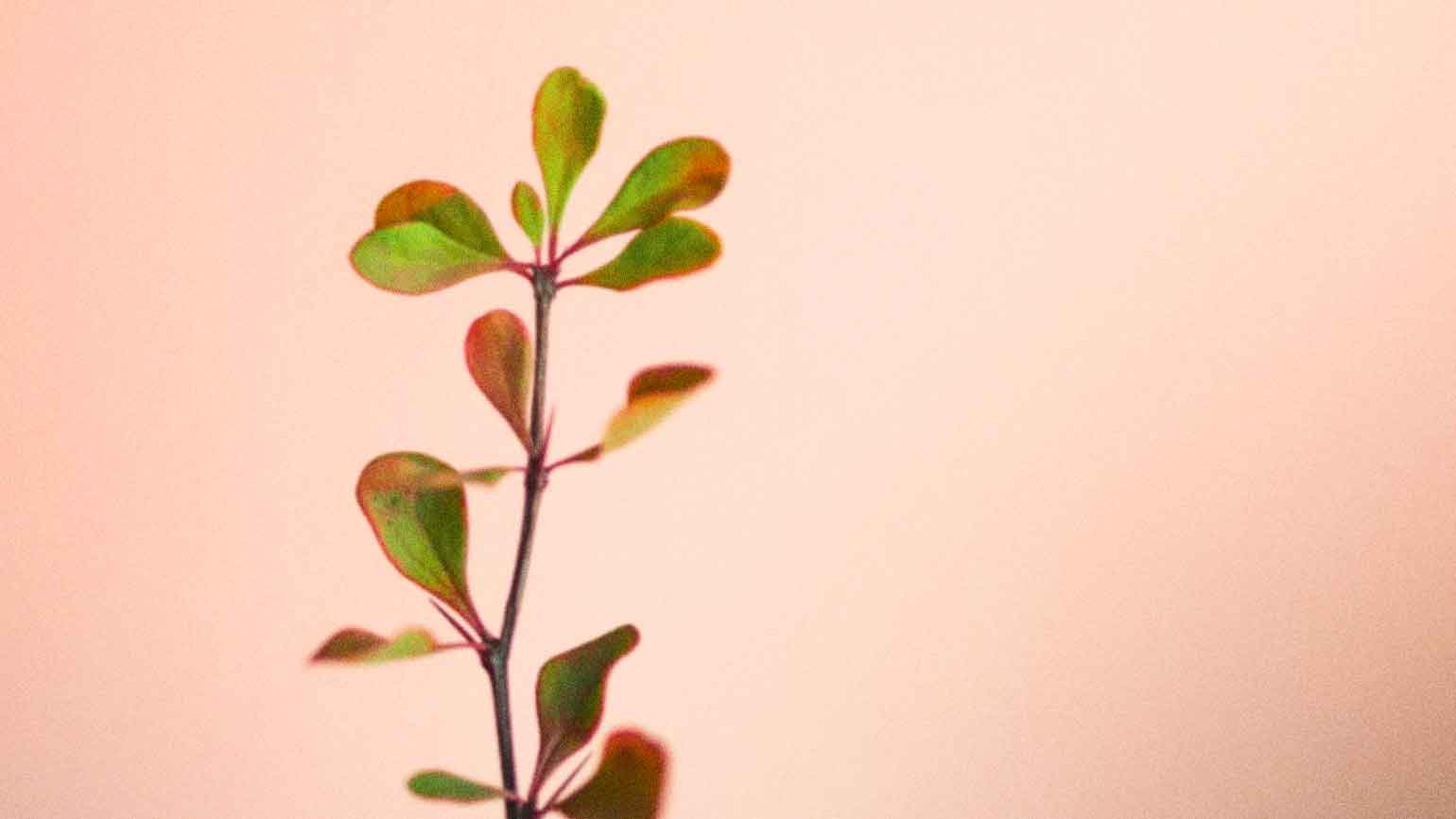 A plant growing against a pink background to remind you of your goals and God.