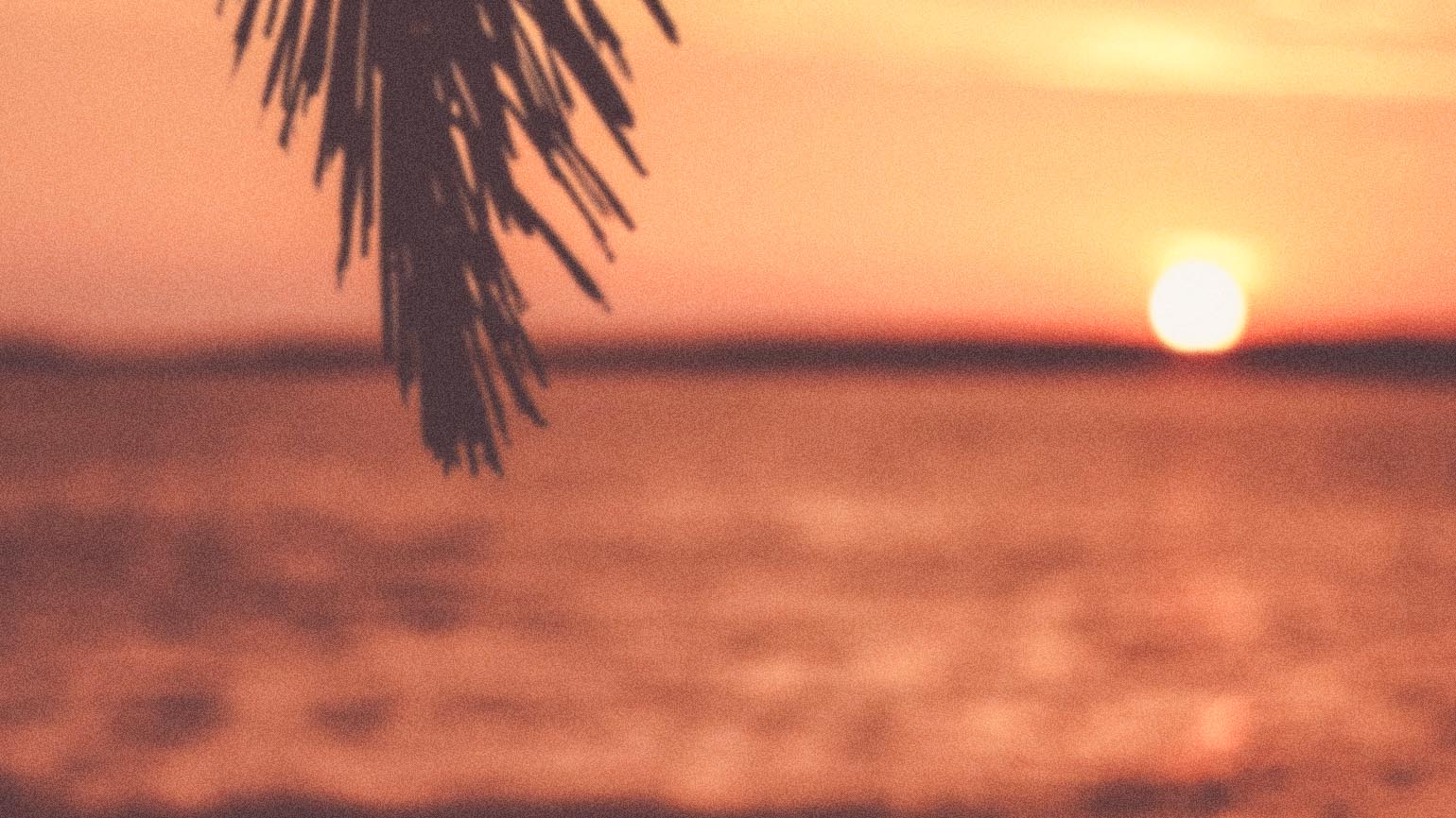 Palm frond and a beautiful sunset helps create a positive mindset